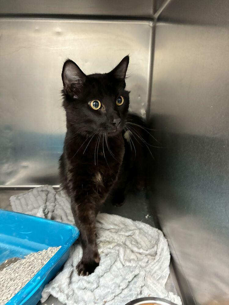 Enlarge Jinx, a Adoptable Domestic Medium Hair in Marietta, GA image 1/2