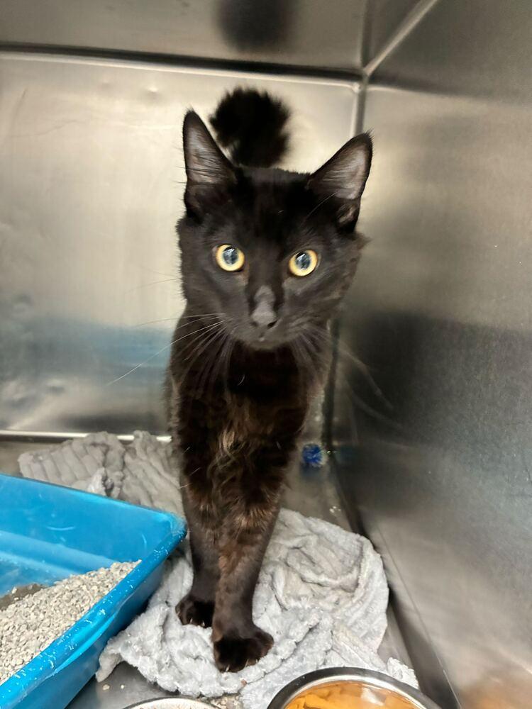 Enlarge Jinx, a Adoptable Domestic Medium Hair in Marietta, GA image 2/2