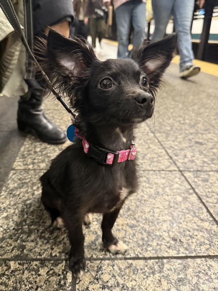 Enlarge Jangle, a Adoptable mixed breed in Manhattan, NY image 1/3