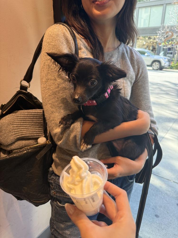 Enlarge Jangle, a Adoptable mixed breed in Manhattan, NY image 2/3