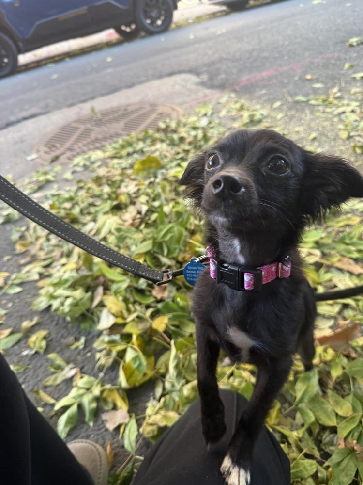 Enlarge Jangle, a Adoptable mixed breed in Manhattan, NY image 3/3