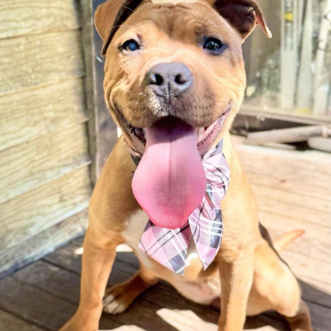 Betty, adopted, Adult Female American Staffordshire Terrier.