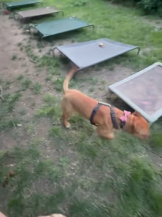 Enlarge Betty, an adopted American Staffordshire Terrier in Detroit, MI video 3/6