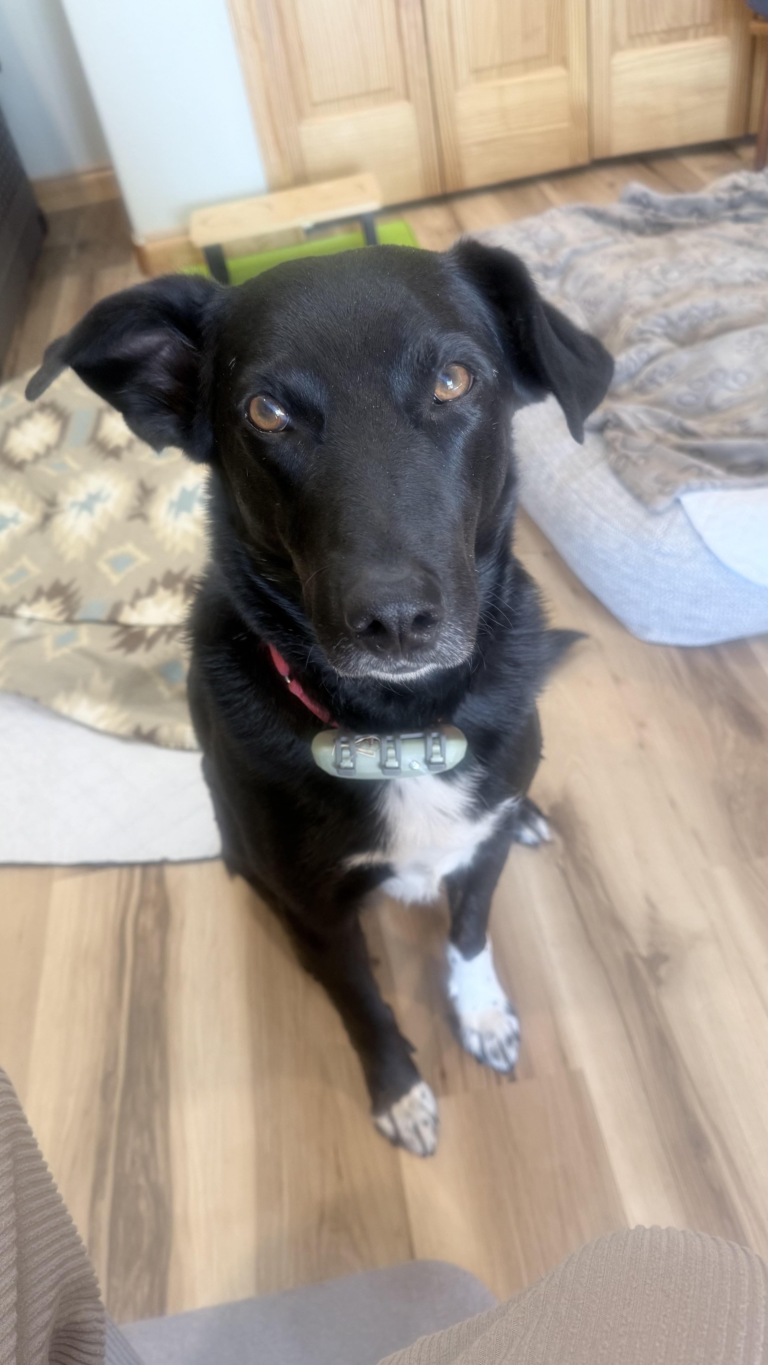 Enlarge Abe, a Adoptable mixed breed in Windsor, CO image 1/6