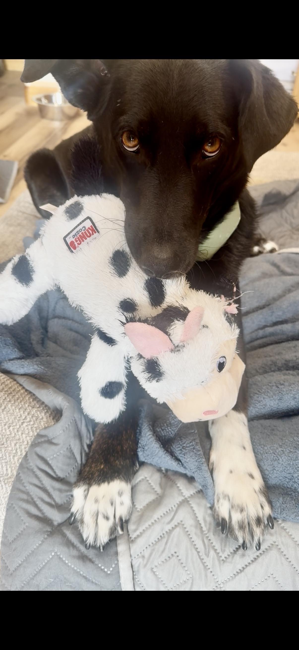 Enlarge Abe, a Adoptable mixed breed in Windsor, CO image 2/6