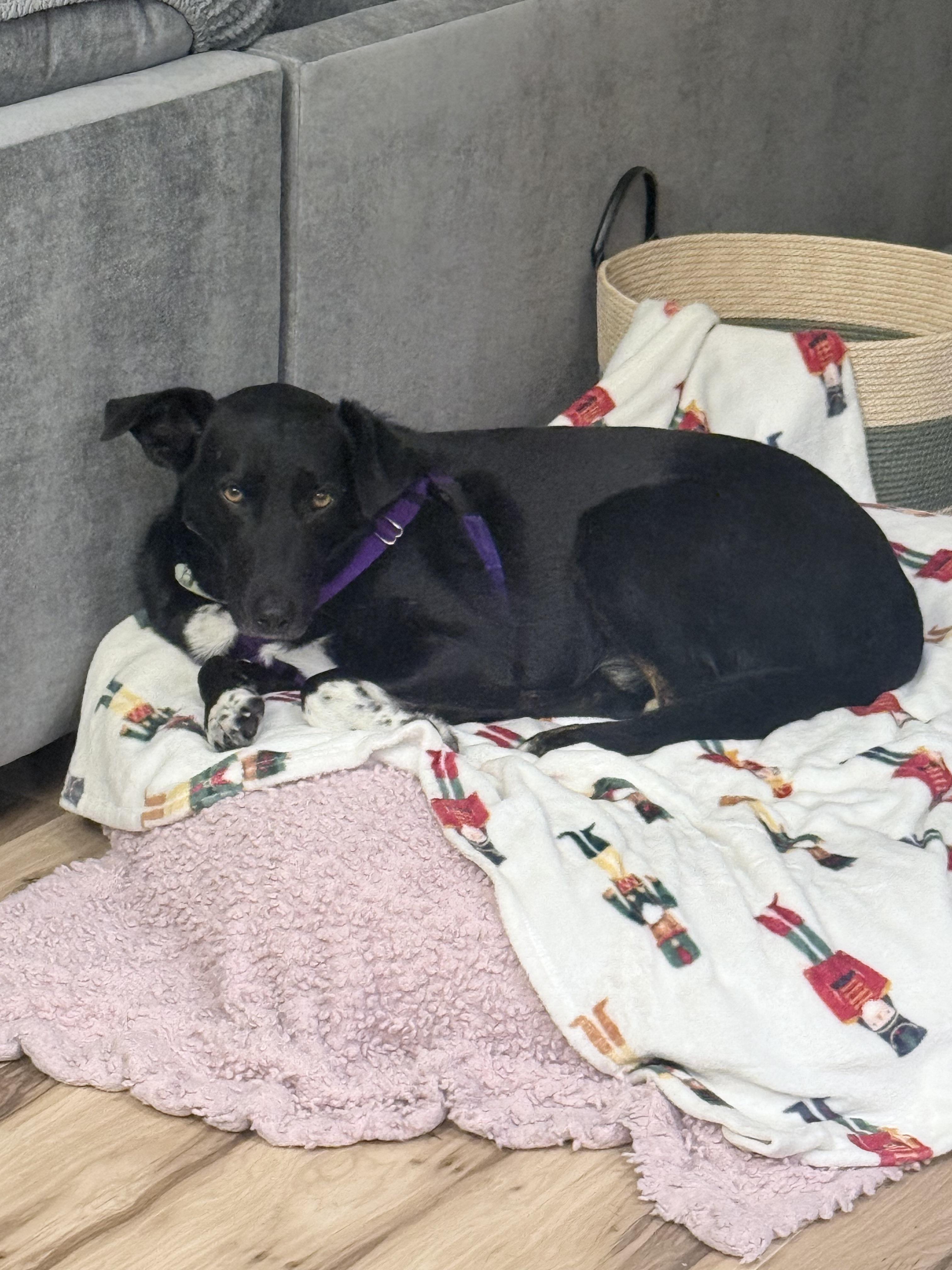 Enlarge Abe, a Adoptable mixed breed in Windsor, CO image 3/6