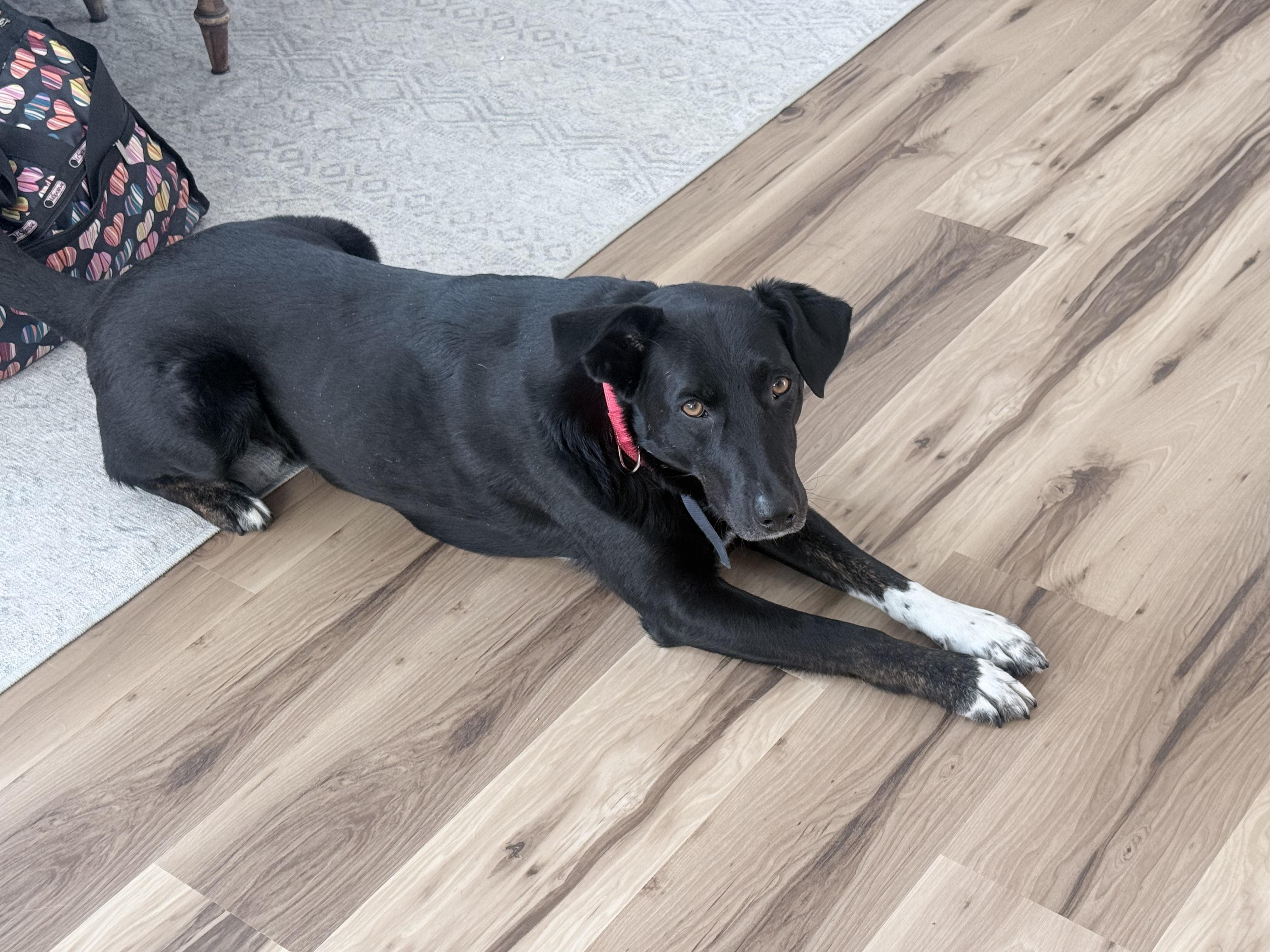 Enlarge Abe, a Adoptable mixed breed in Windsor, CO image 4/6