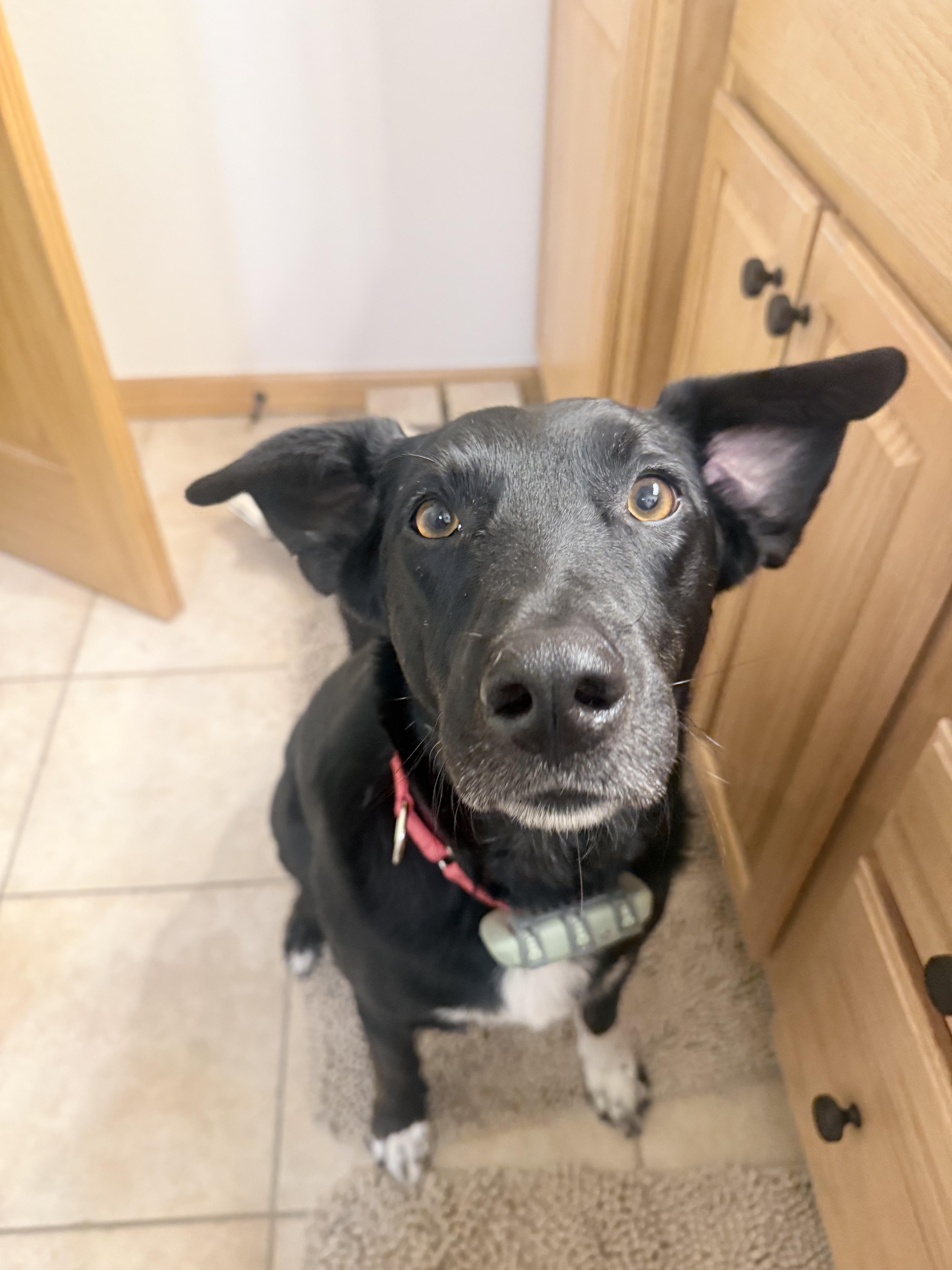 Enlarge Abe, a Adoptable mixed breed in Windsor, CO image 5/6