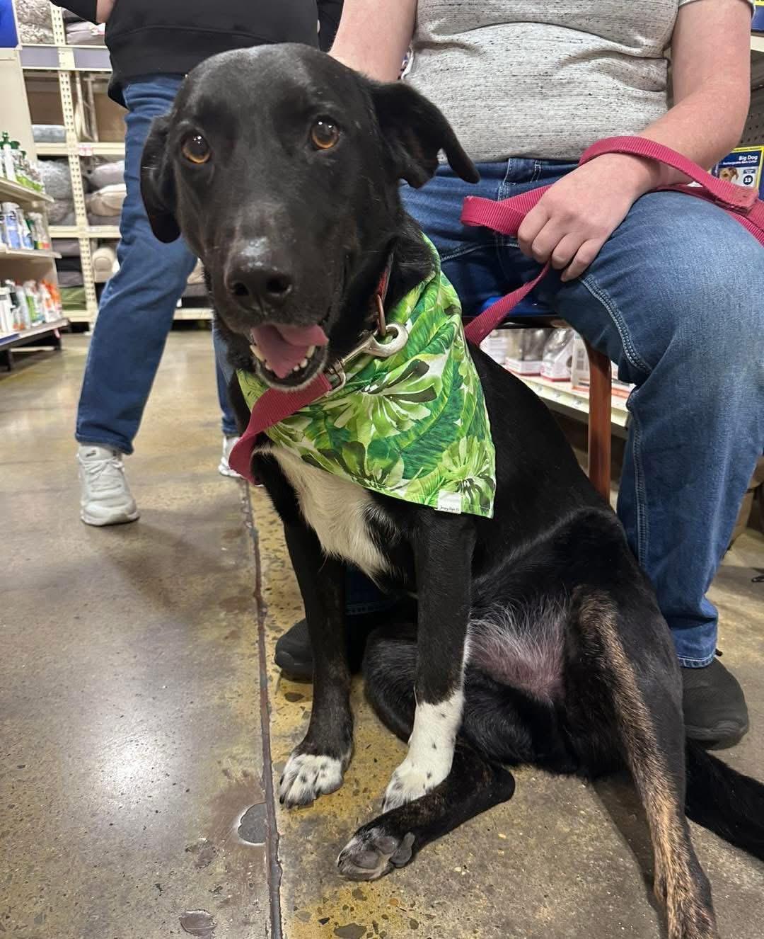 Enlarge Abe, a Adoptable mixed breed in Windsor, CO image 6/6