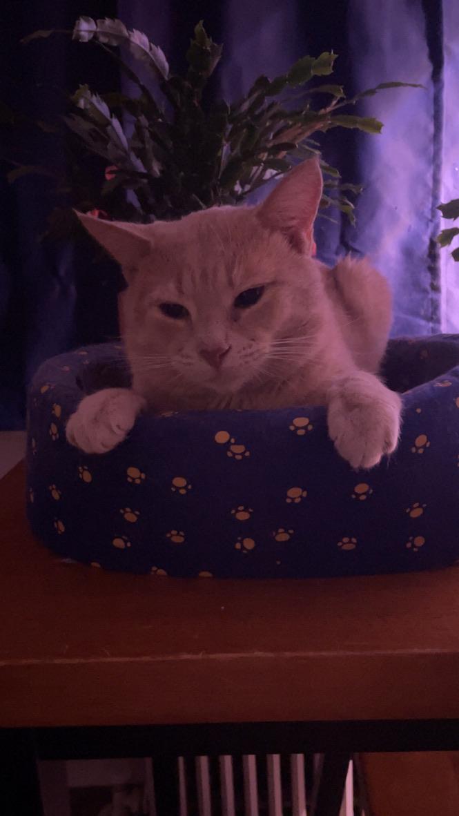 Enlarge Griffin , a ADOPTABLE Domestic Short Hair in Bellmawr, NJ image 3/3