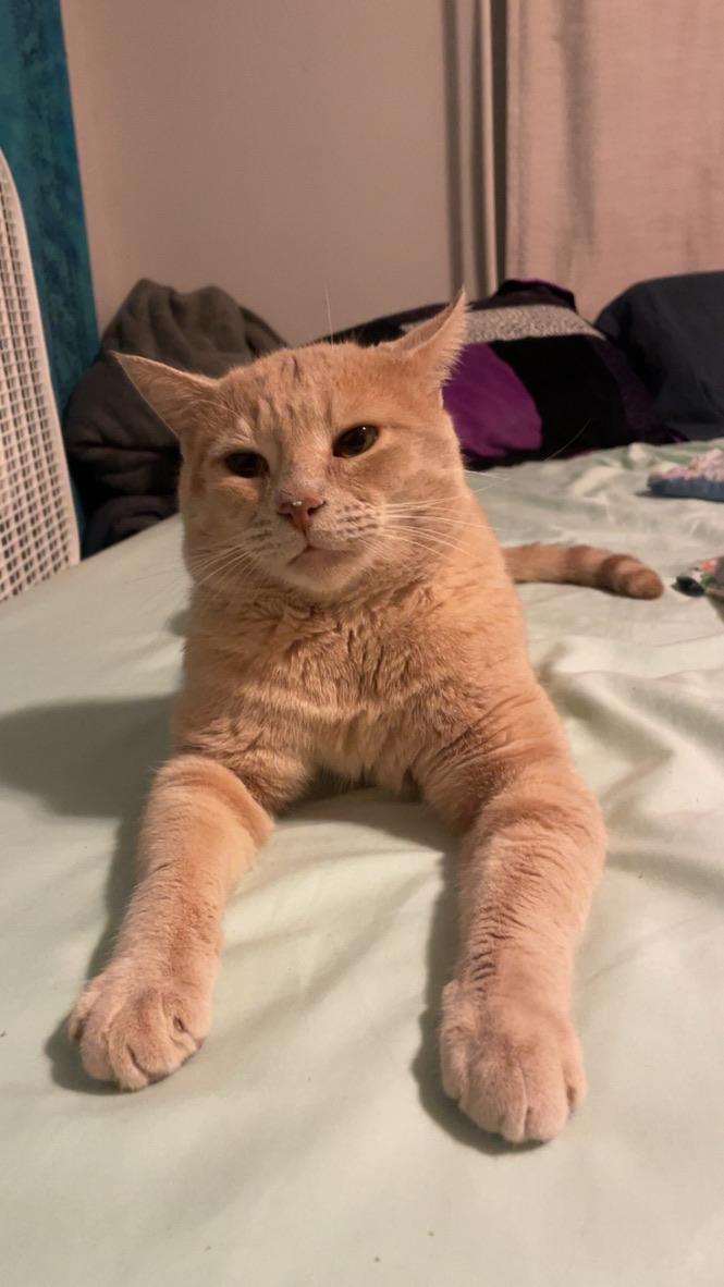 Enlarge Griffin , a ADOPTABLE Domestic Short Hair in Bellmawr, NJ image 1/3