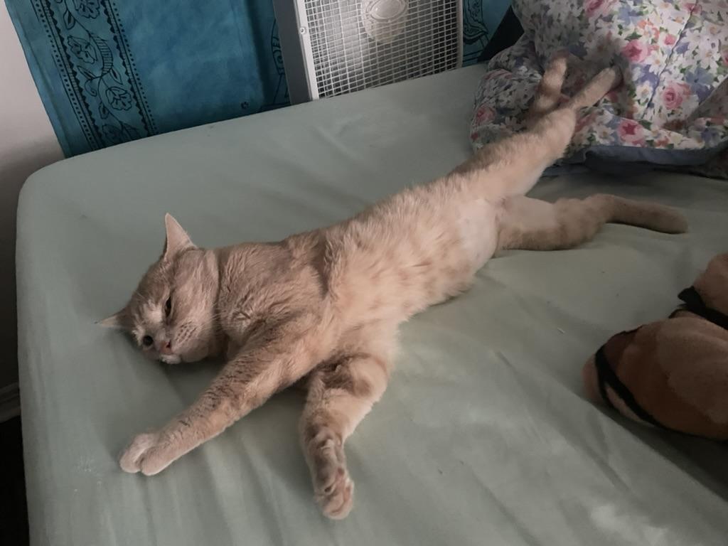 Enlarge Griffin , a ADOPTABLE Domestic Short Hair in Bellmawr, NJ image 2/3