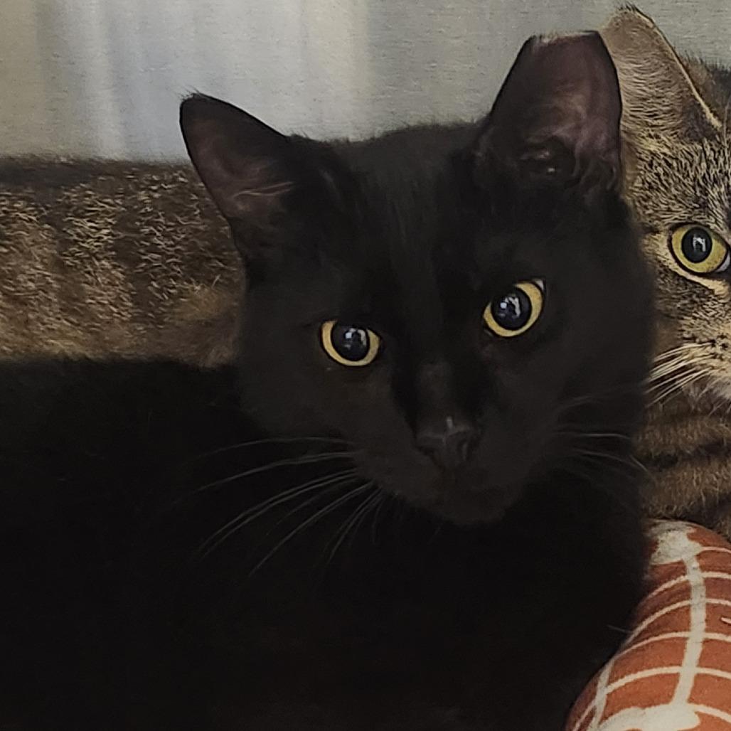 Buddy, Adoptable, Young Male Domestic Short Hair.