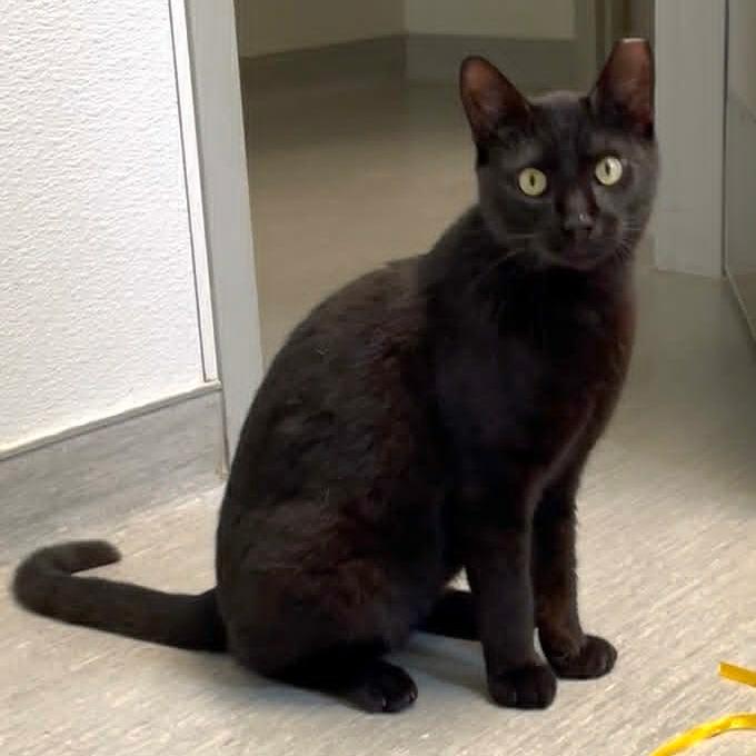 Enlarge Buddy, a Adoptable Domestic Short Hair in Columbia Station, OH image 2/2