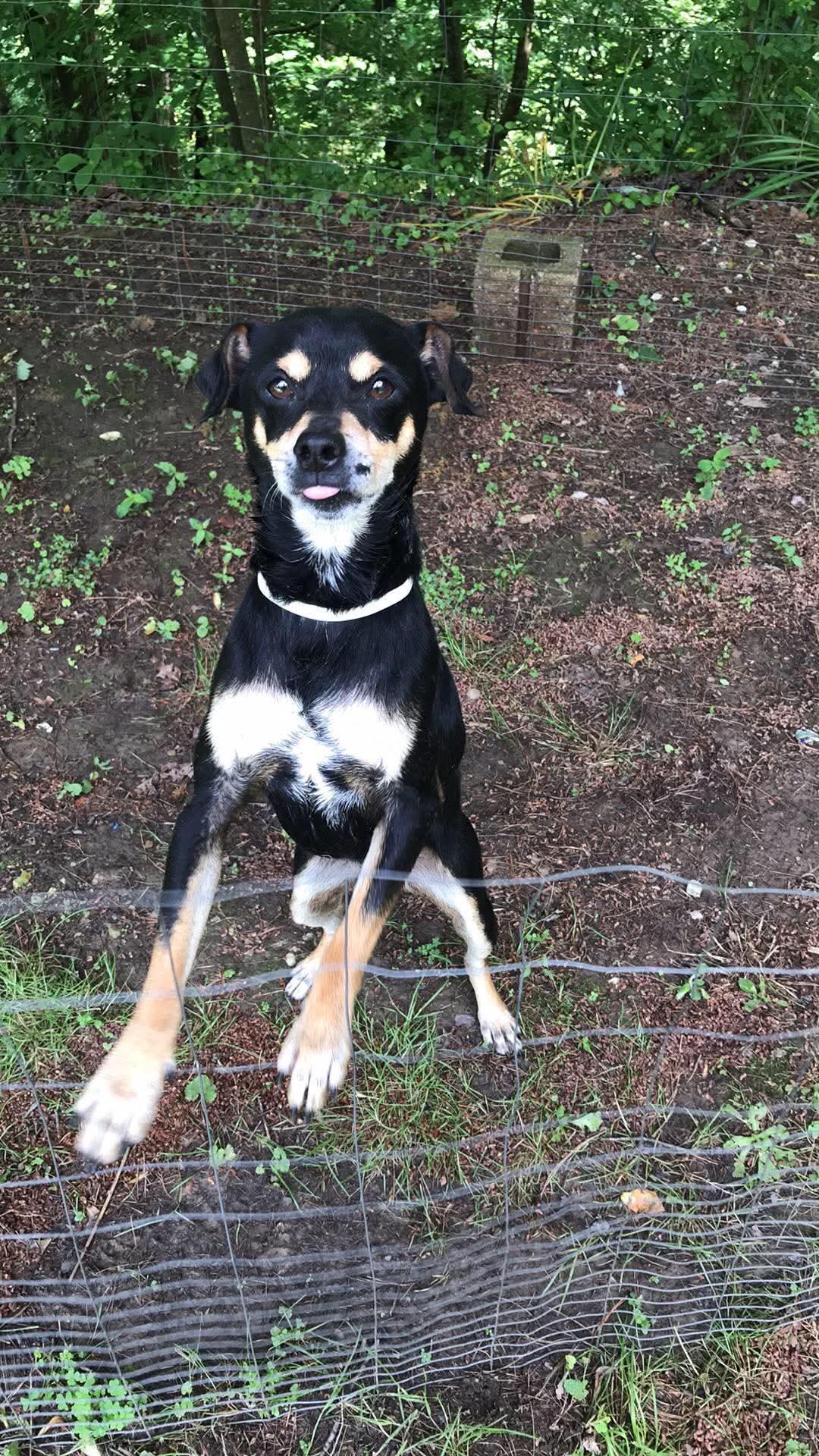 Enlarge Jojo, a ADOPTABLE mixed breed in Inez, KY image 2/2
