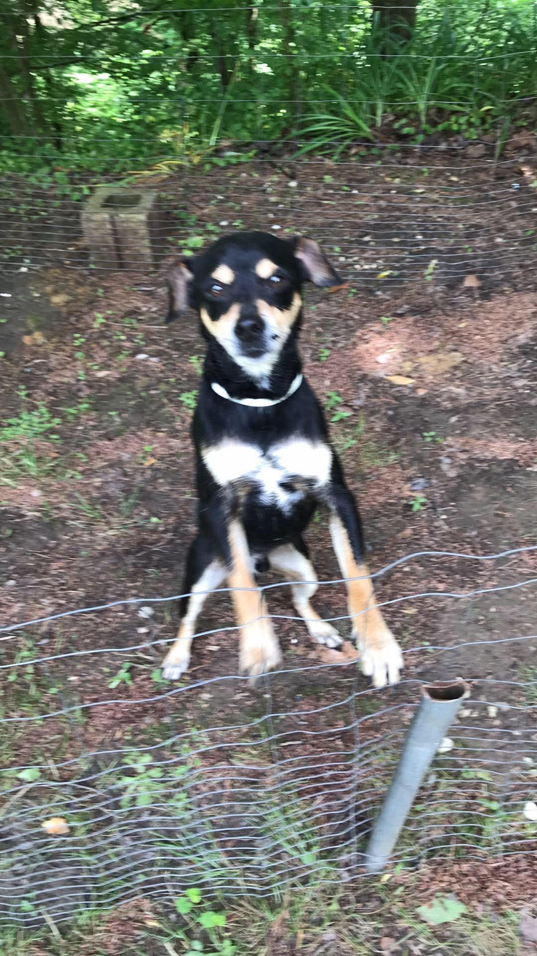 Jojo, ADOPTABLE, Young Male Fox Terrier & Feist.