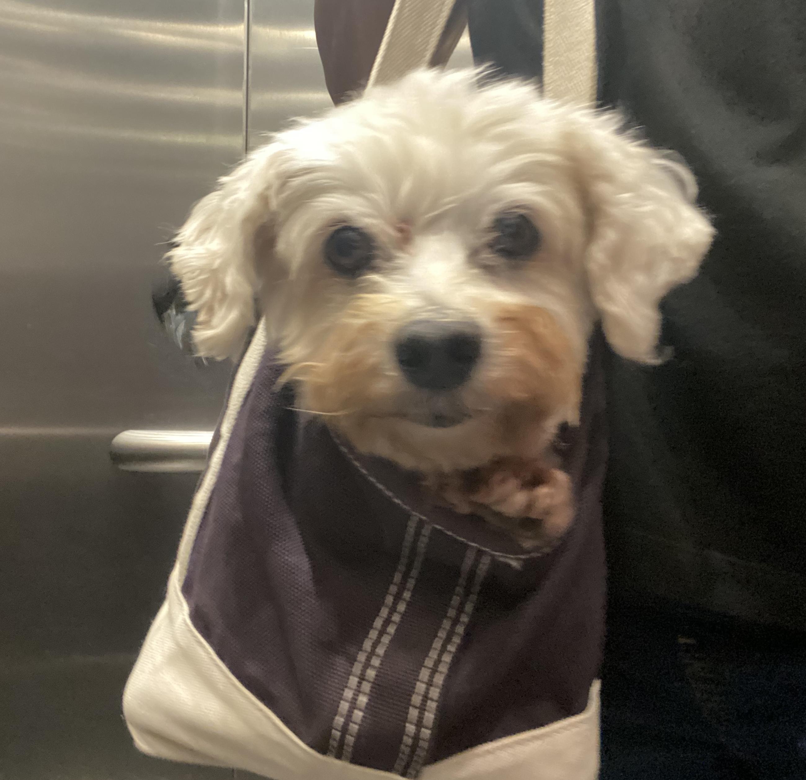 Nellie, Adoptable, Senior Female Shih poo.