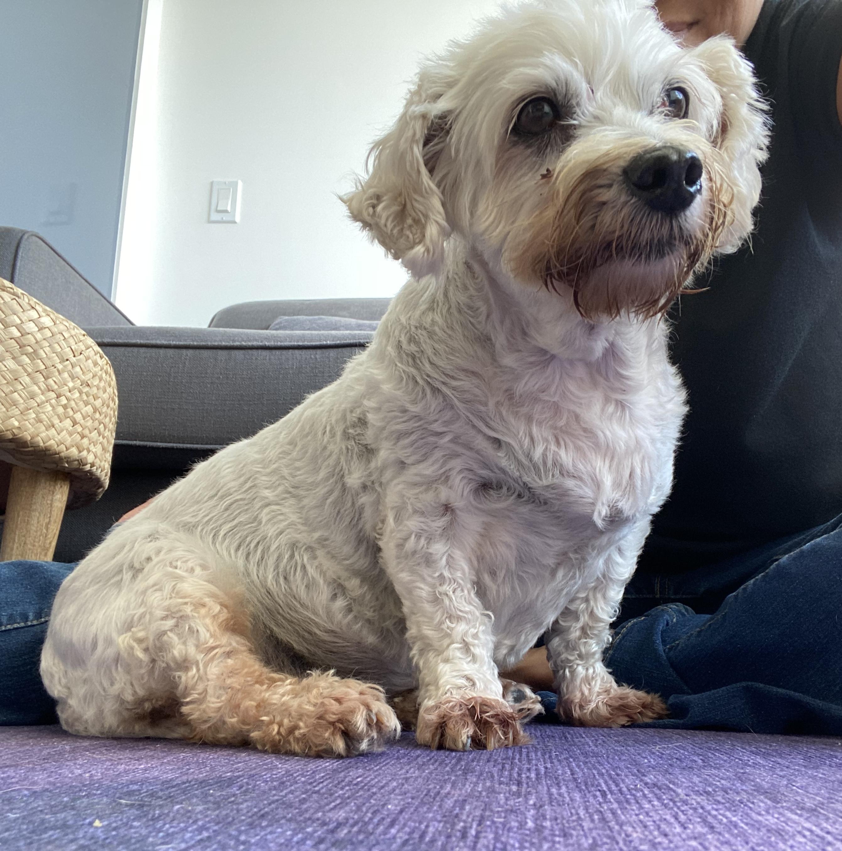Enlarge Nellie, a Adoptable mixed breed in Brooklyn, NY image 2/6
