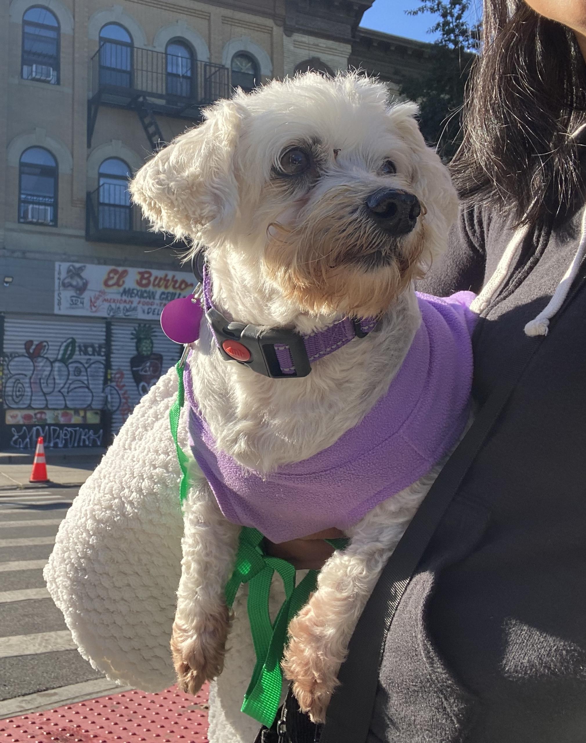 Enlarge Nellie, a Adoptable mixed breed in Brooklyn, NY image 3/6