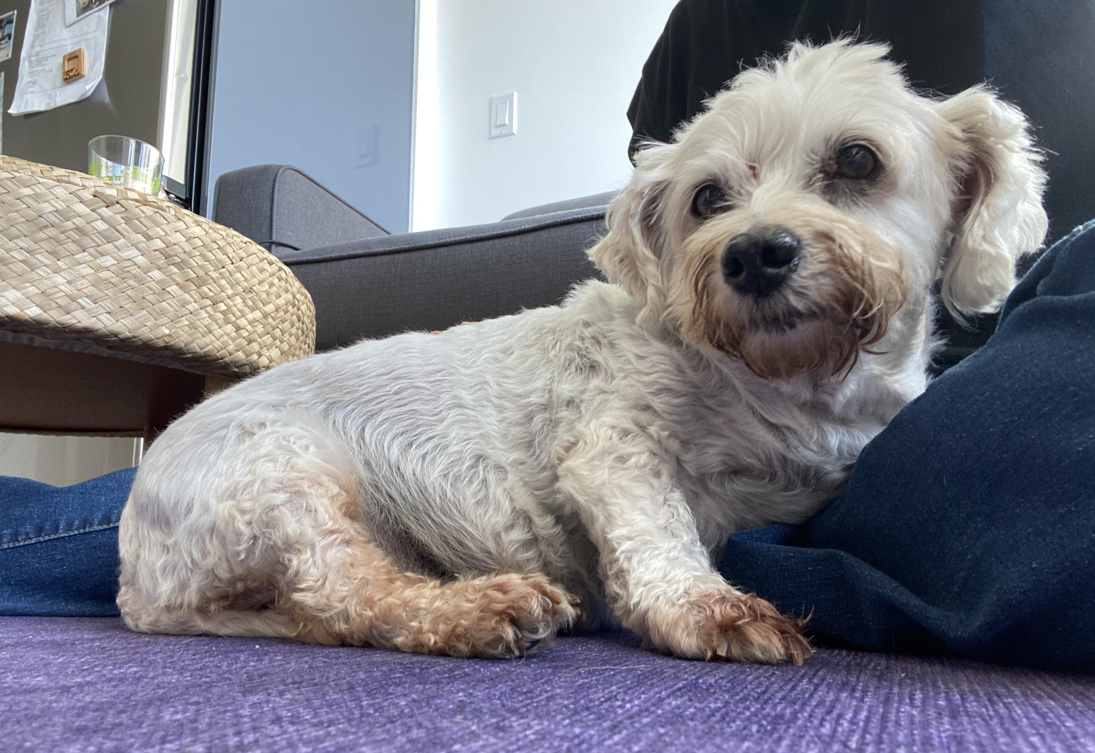 Enlarge Nellie, a Adoptable mixed breed in Brooklyn, NY image 4/6