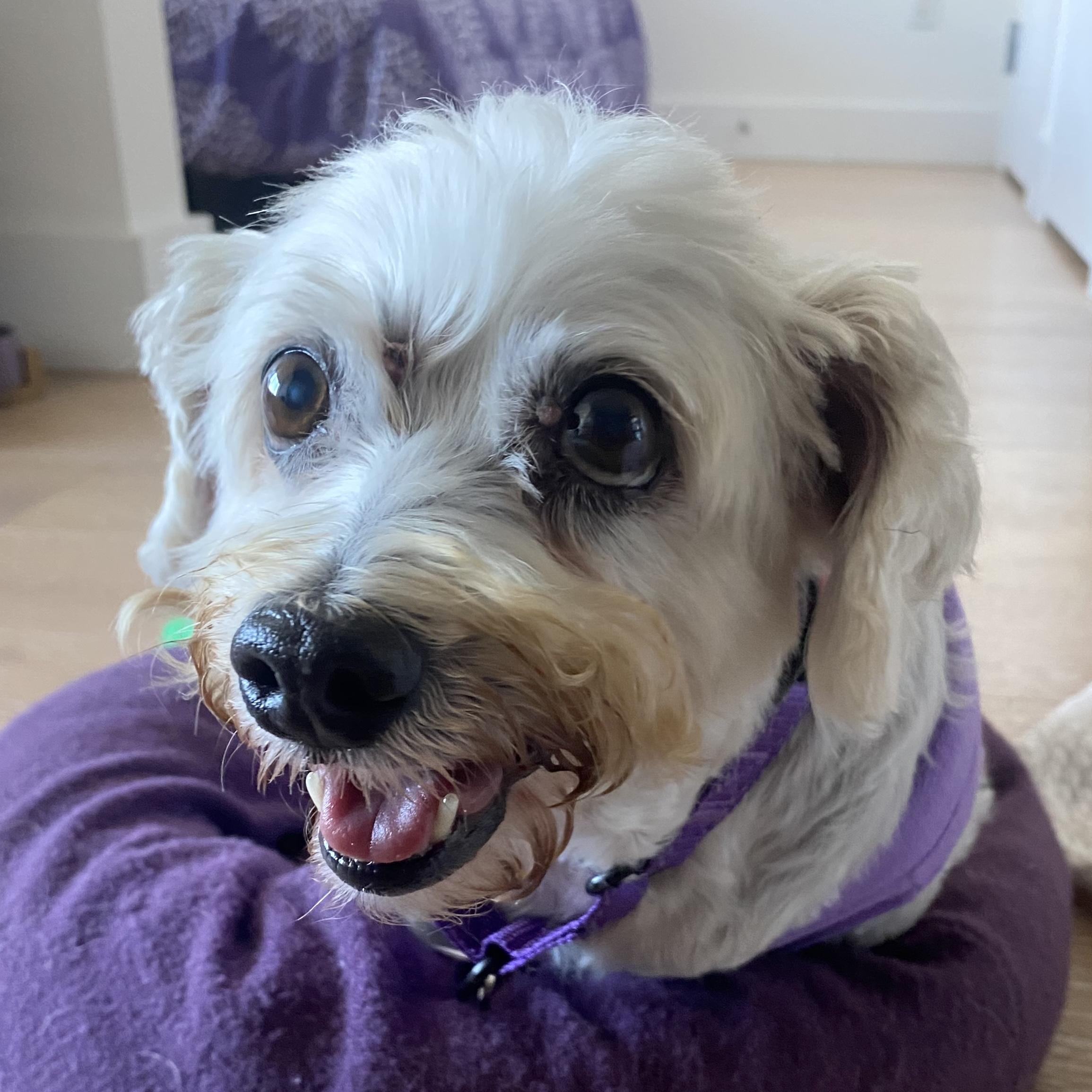 Nellie