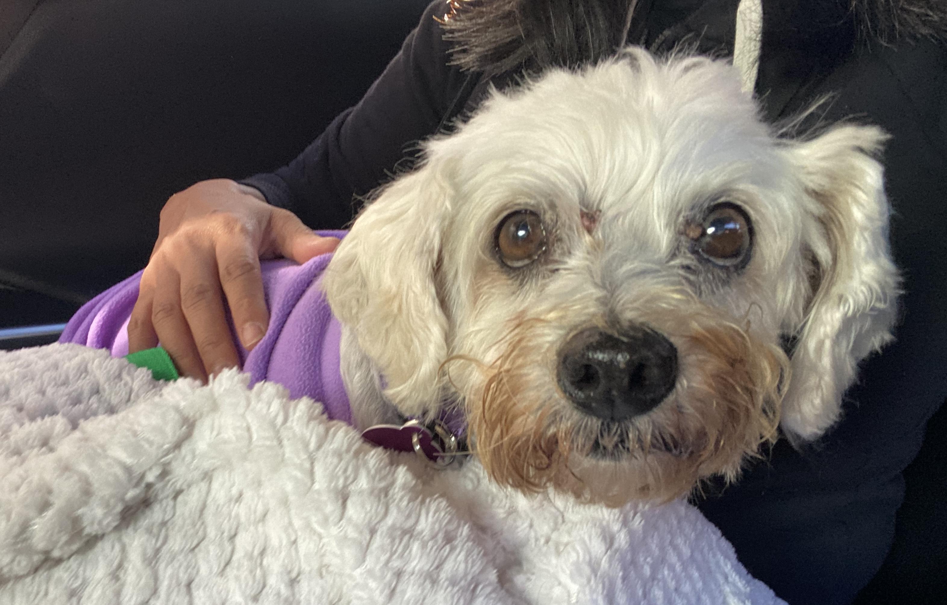 Enlarge Nellie, a Adoptable mixed breed in Brooklyn, NY image 6/6