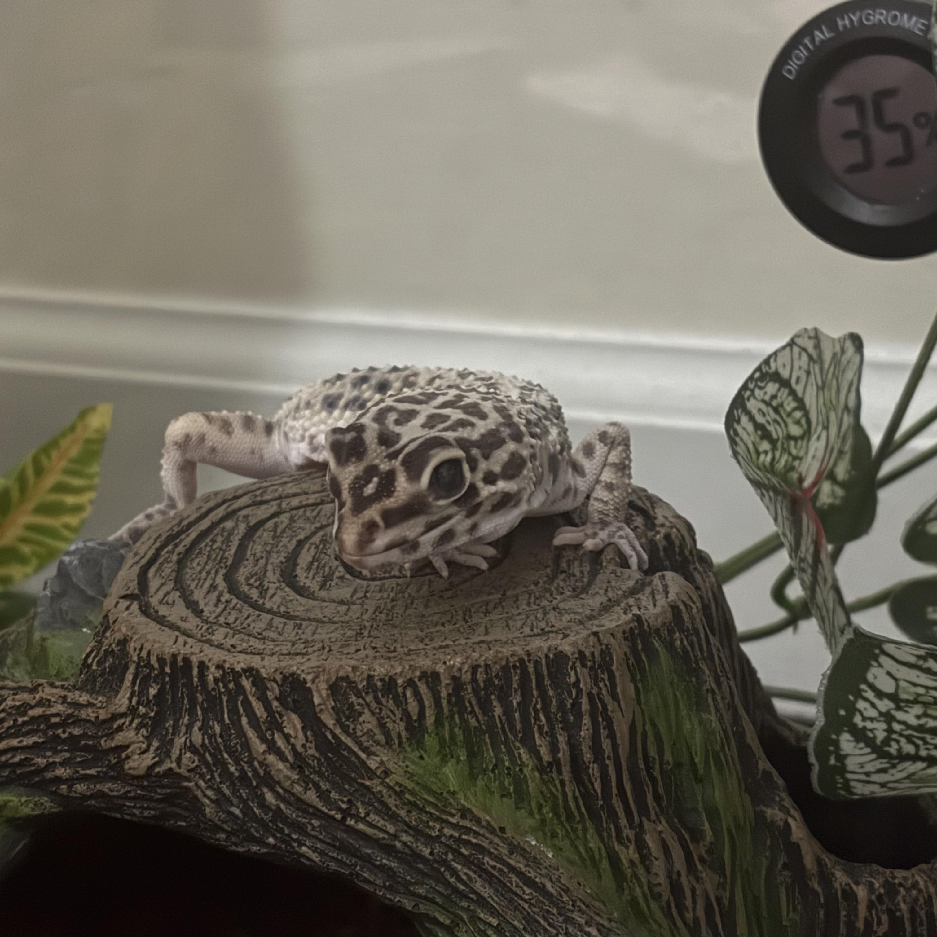 Enlarge Maple, a ADOPTABLE Gecko in JACKSON, NJ image 5/6