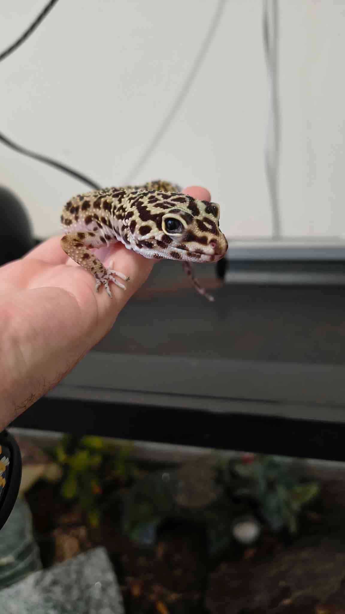 Enlarge Maple, a ADOPTABLE Gecko in JACKSON, NJ image 6/6