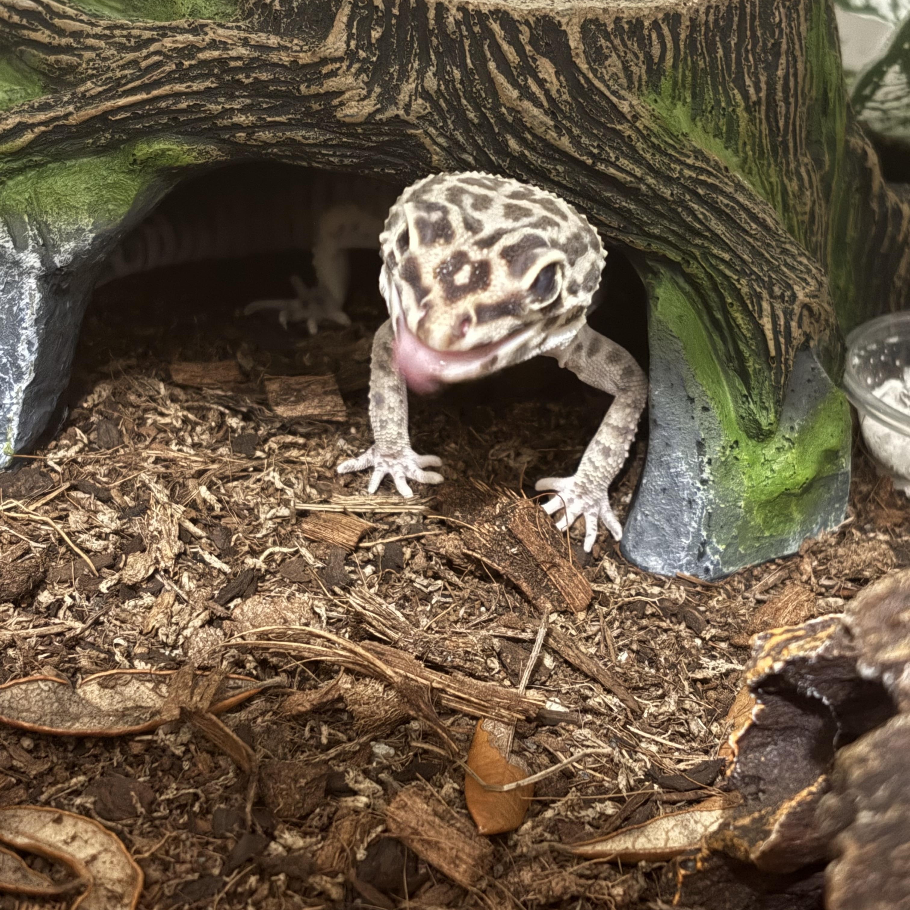 Enlarge Maple, a ADOPTABLE Gecko in JACKSON, NJ image 4/6
