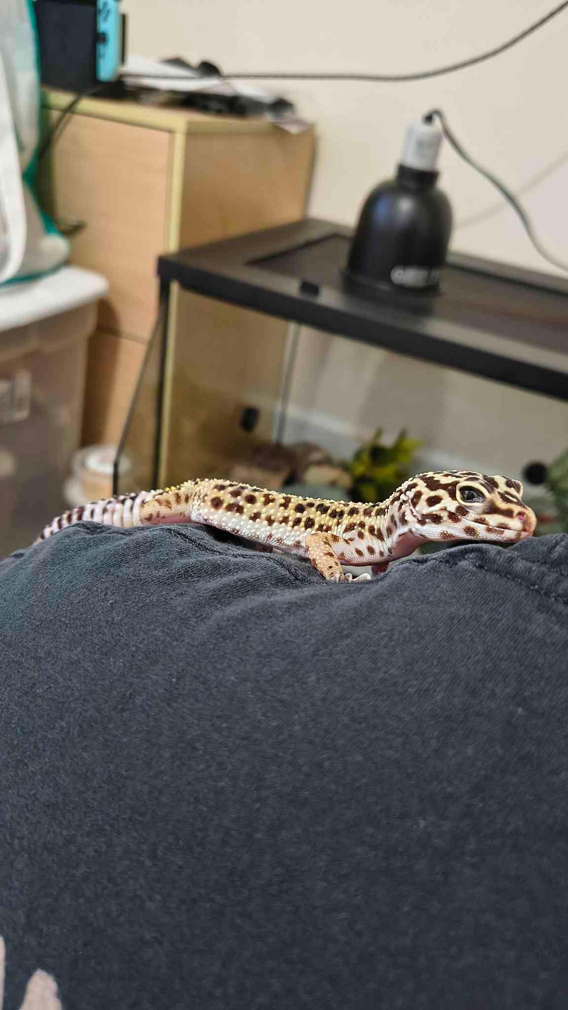 Enlarge Maple, a ADOPTABLE Gecko in JACKSON, NJ image 2/6