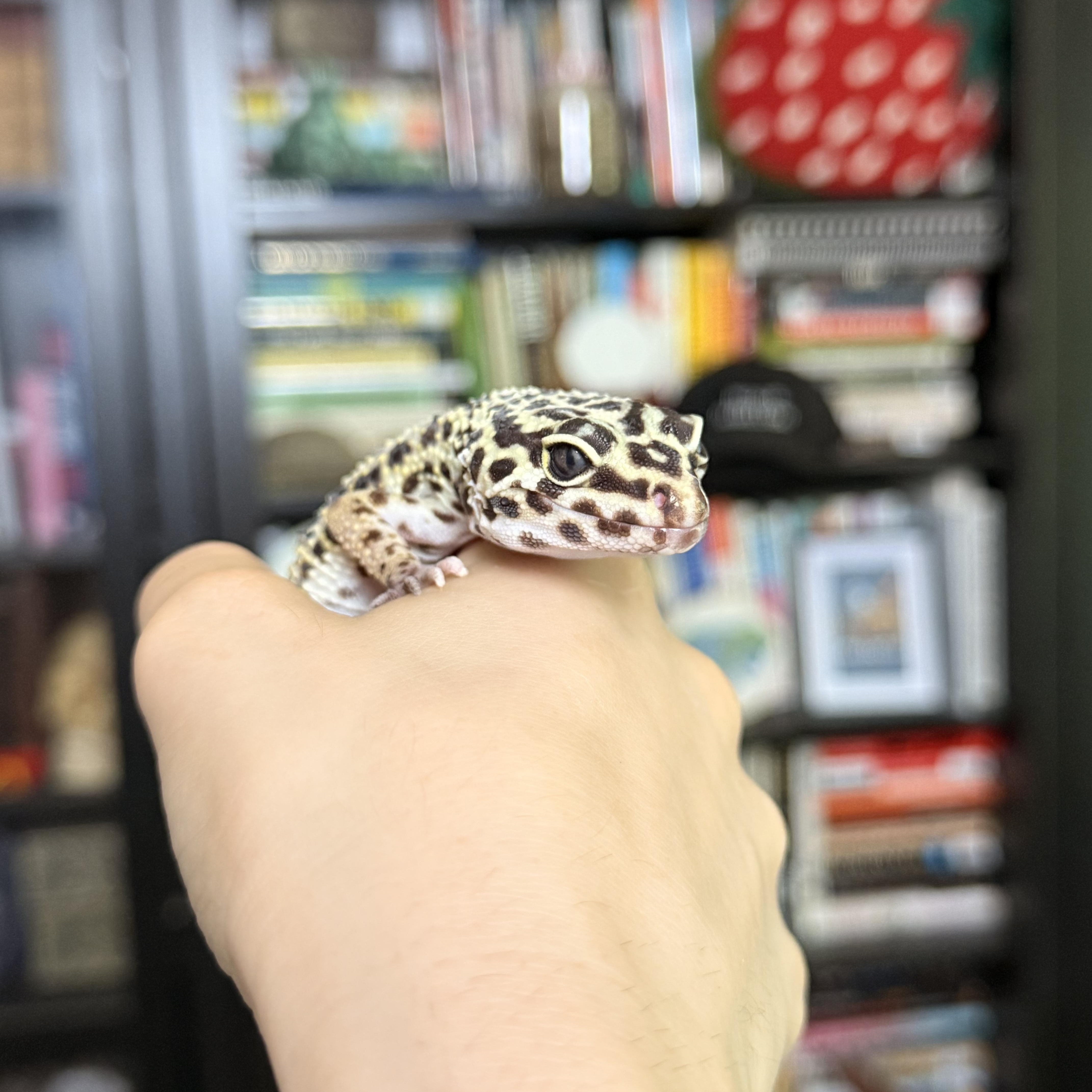 Enlarge Maple, a ADOPTABLE Gecko in JACKSON, NJ image 1/6