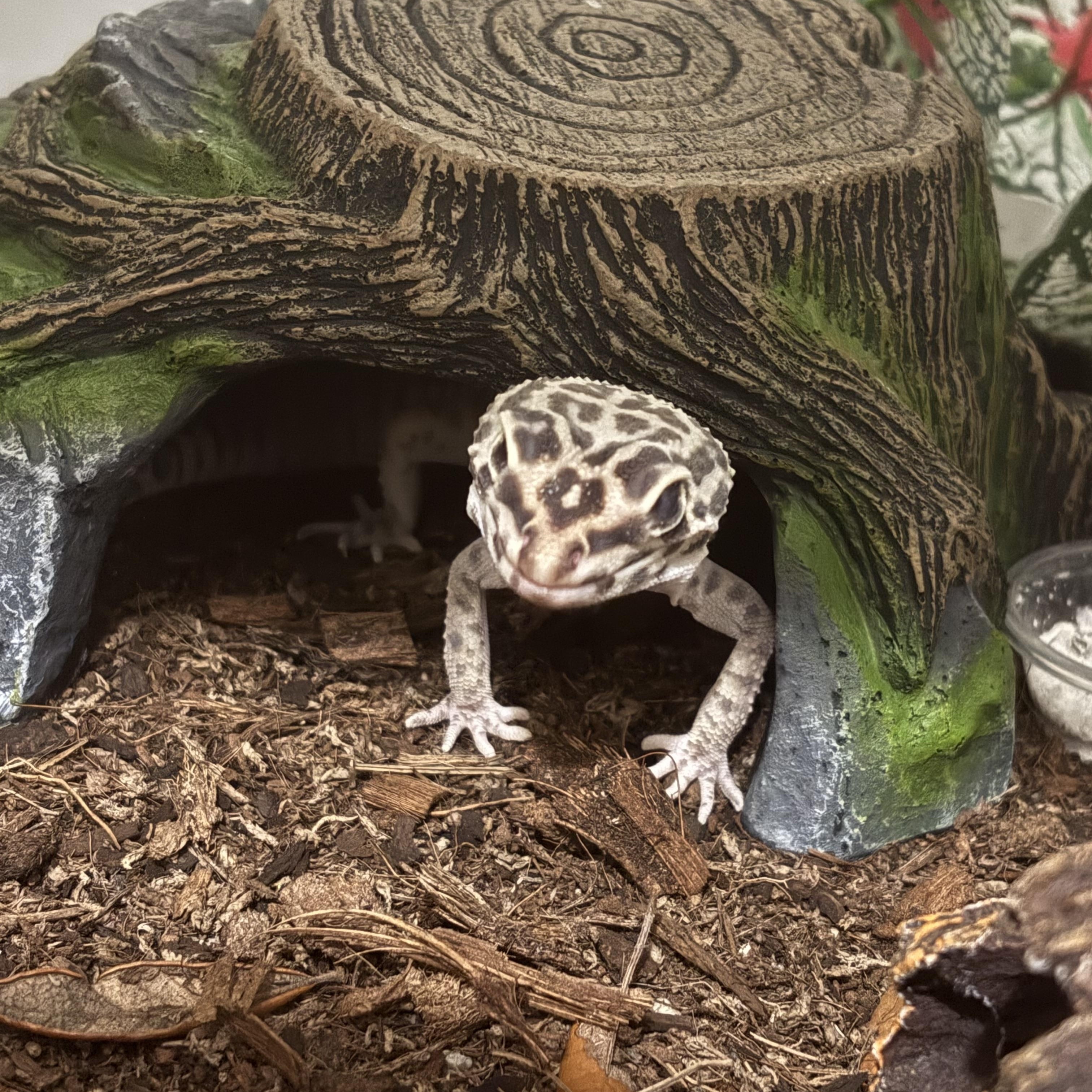 Enlarge Maple, a ADOPTABLE Gecko in JACKSON, NJ image 3/6