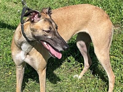Cookie (aka Runaway Ego), ADOPTABLE, Young Female Greyhound.