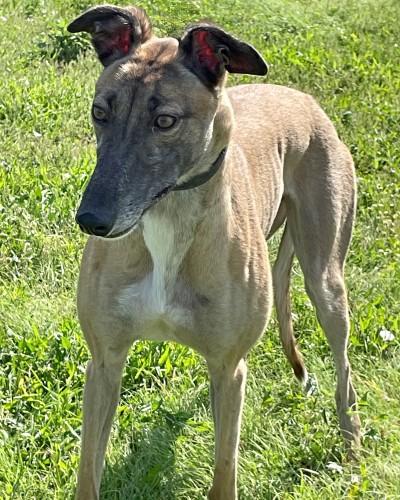 Enlarge Cookie (aka Runaway Ego), a ADOPTABLE Greyhound in Dallas, TX image 2/2