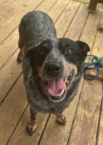 261143  Cheyenne, Adoptable, Adult Female Australian Cattle Dog / Blue Heeler.