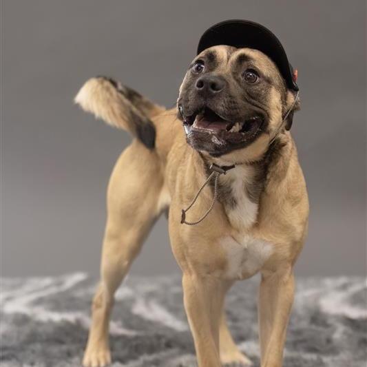 Hot Pocket, Adoptable, Adult Male Mixed Breed & None.
