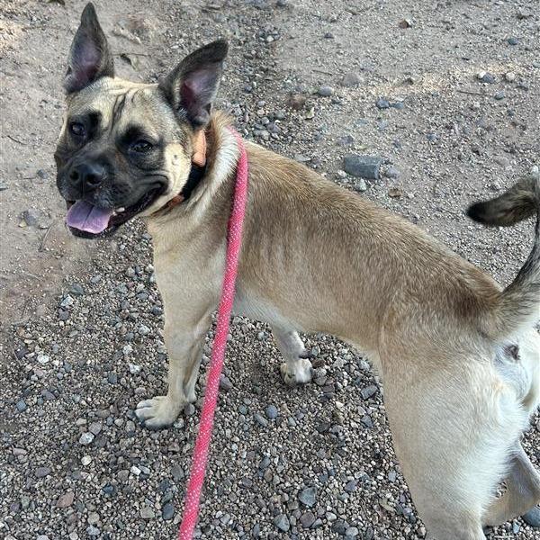 Enlarge Hot Pocket, a Adoptable Mixed Breed in Phoenix, AZ image 2/5
