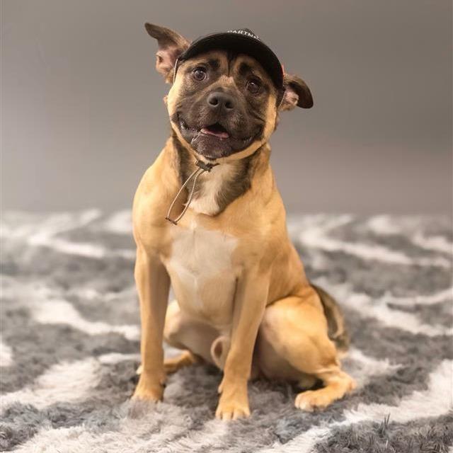 Hot Pocket, a Adoptable Mixed Breed in Phoenix, AZ image 2/4