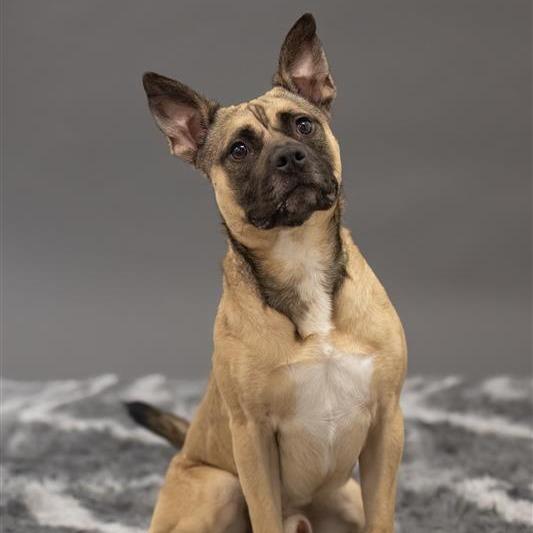 Enlarge Hot Pocket, a Adoptable Mixed Breed in Phoenix, AZ image 4/5