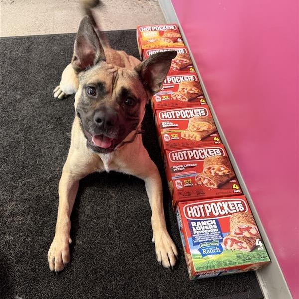 Enlarge Hot Pocket, a Adoptable Mixed Breed in Phoenix, AZ image 5/6
