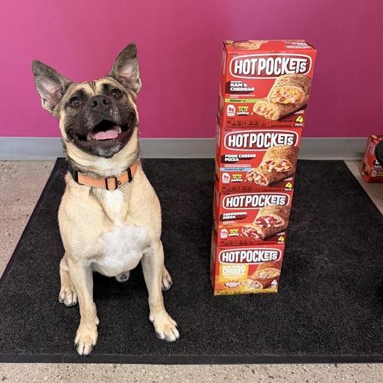 Enlarge Hot Pocket, a Adoptable Mixed Breed in Phoenix, AZ image 5/6