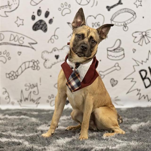 Hot Pocket, a Adoptable Mixed Breed in Phoenix, AZ image 4/4