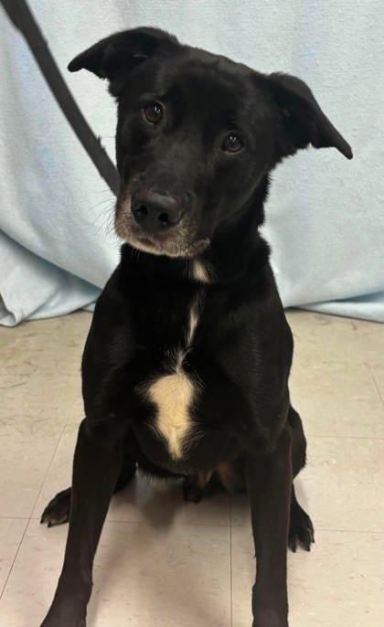 Vader, a Adoptable mixed breed in McCook, NE image 1/3