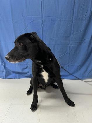Enlarge Vader, a Adoptable mixed breed in McCook, NE image 1/3