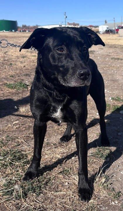 Enlarge Vader, a Adoptable mixed breed in McCook, NE image 1/3
