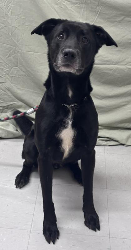 Vader, Adoptable, Senior Male Labrador Retriever & Mixed Breed.