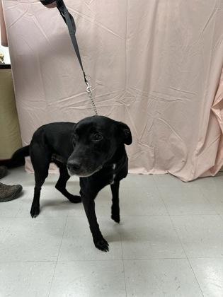 Enlarge Vader, a Adoptable mixed breed in McCook, NE image 2/3