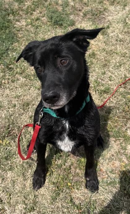 Enlarge Vader, a Adoptable mixed breed in McCook, NE image 2/3