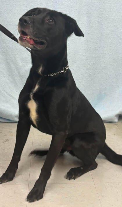 Vader, a Adoptable mixed breed in McCook, NE image 2/3