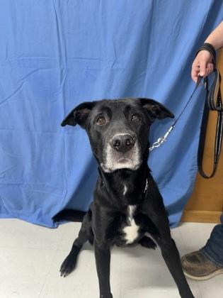 Enlarge Vader, a Adoptable mixed breed in McCook, NE image 2/3